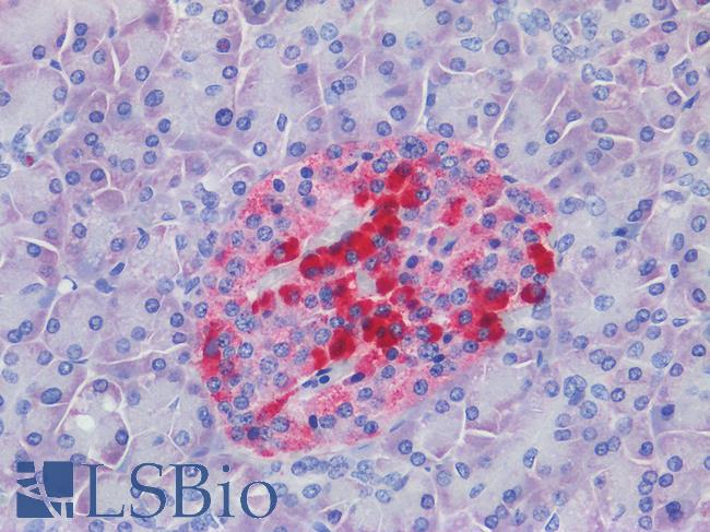 ATG16L1 / ATG16L Antibody - Human Pancreas, Islets of Langerhans: Formalin-Fixed, Paraffin-Embedded (FFPE)