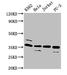 ATG3 Antibody - Western Blot Positive WB detected in: K562 whole cell lysate, Hela whole cell lysate, Jurkat whole cell lysate, PC-3 whole cell lysate All lanes: ATG3 antibody at 4µg/ml Secondary Goat polyclonal to rabbit IgG at 1/50000 dilution Predicted band size: 36 kDa Observed band size: 36 kDa