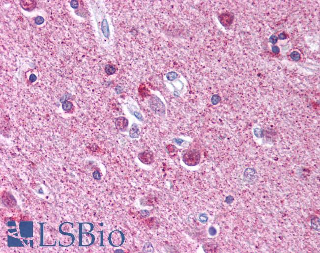 ATG9A Antibody - Anti-ATG9A antibody IHC of human brain, cortex. Immunohistochemistry of formalin-fixed, paraffin-embedded tissue after heat-induced antigen retrieval. Antibody concentration 5 ug/ml.  This image was taken for the unconjugated form of this product. Other forms have not been tested.