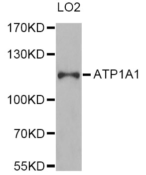 ATP1A1 Antibody - Western blot analysis of extracts of LO2 cells, using ATP1A1 antibody at 1:1000 dilution. The secondary antibody used was an HRP Goat Anti-Rabbit IgG (H+L) at 1:10000 dilution. Lysates were loaded 25ug per lane and 3% nonfat dry milk in TBST was used for blocking. An ECL Kit was used for detection and the exposure time was 30s.