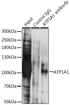 ATP1A1 Antibody - Immunoprecipitation analysis of 200ug extracts of LO2 cells, using 3 ug ATP1A1 antibody. Western blot was performed from the immunoprecipitate using ATP1A1 antibodyat a dilition of 1:1000.