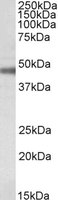 ATP1B1 Antibody - ATP1B1 antibody (0.1 ug/ml) staining of Rat Retina lysate (35 ug protein/ml in RIPA buffer). Primary incubation was 1 hour. Detected by chemiluminescence.