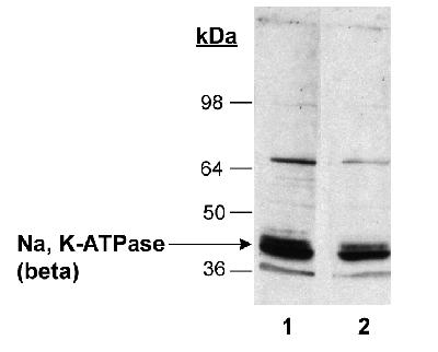 ATP1B1 Antibody - Detection of Na, K-ATPase (beta) in rat kidney homogenates (20 ug) Lane 1:1:2500 primary. Lane 2:1:5000 primary.