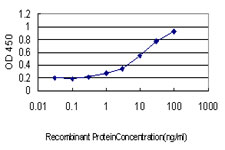 ATP2A3 / SERCA3 Antibody - Detection limit for recombinant GST tagged ATP2A3 is approximately 0.3 ng/ml as a capture antibody.