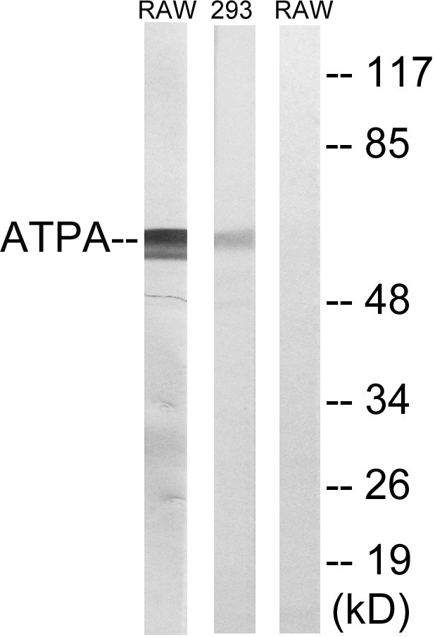 ATP5A1 / ATP Synthase Alpha Antibody - Western blot analysis of lysates from 293 and RAW264.7 cells, using ATP5A1 Antibody. The lane on the right is blocked with the synthesized peptide.