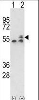 ATP5B / ATP Synthase Beta Antibody - Western blot of ATP5B (arrow) using rabbit polyclonal ATP5B Antibody. 293 cell lysates (2 ug/lane) either nontransfected (Lane 1) or transiently transfected with the ATP5B gene (Lane 2).