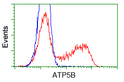 ATP5B / ATP Synthase Beta Antibody - HEK293T cells transfected with either pCMV6-ENTRY ATP5B (Red) or empty vector control plasmid (Blue) were immunostained with anti-ATP5B mouse monoclonal, and then analyzed by flow cytometry.