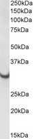 ATP5C1 Antibody - ATP5C1 antibody (0.01 ug/ml) staining of Rat Heart lysate (35 ug protein in RIPA buffer). Primary incubation was 1 hour. Detected by chemiluminescence.