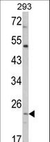ATP5O Antibody - Western blot of ATP5O Antibody in 293 cell line lysates (35 ug/lane). ATP5O (arrow) was detected using the purified antibody.