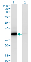ATP6E / ATP6V1E1 Antibody - Western Blot analysis of ATP6V1E1 expression in transfected 293T cell line by ATP6V1E1 monoclonal antibody (M02), clone 4E11.Lane 1: ATP6V1E1 transfected lysate(26.1 KDa).Lane 2: Non-transfected lysate.