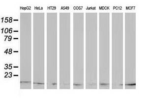 ATP6V1F Antibody - Western blot of extracts (35 ug) from 9 different cell lines by using anti-ATP6V1F monoclonal antibody (HepG2: human; HeLa: human; SVT2: mouse; A549: human; COS7: monkey; Jurkat: human; MDCK: canine; PC12: rat; MCF7: human).
