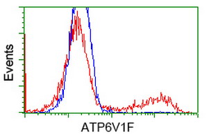 ATP6V1F Antibody - HEK293T cells transfected with either overexpress plasmid (Red) or empty vector control plasmid (Blue) were immunostained by anti-ATP6V1F antibody, and then analyzed by flow cytometry.