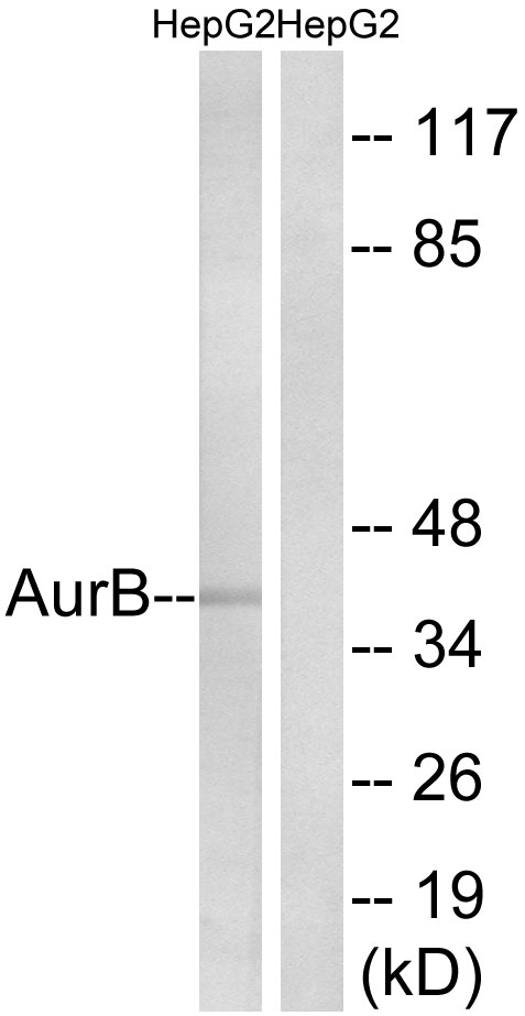 AURKB / Aurora-B Antibody - Western blot analysis of lysates from HepG2, using AurB Antibody. The lane on the right is blocked with the synthesized peptide.