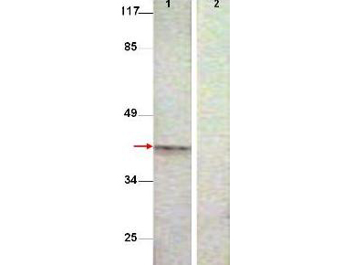 AURKB / Aurora-B Antibody - Anti-Aurora B pT232 antibody - Western Blot. Western Blot shows detection of Aurora B protein at 39 kD (predicted band size). All lanes: Aurora B (phospho T232) antibody diluted 1:500. Lane 1: Extract from COS7 cells treated with Nocodazole (1 ug/ml, 16 hrs). Lane 2: Extract from COS7 cells treated with Nocodazole (1 ug/ml, 16 hrs) and with the phosphopeptide immunogen.