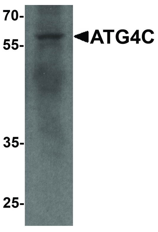 AUTL1 / ATG4C Antibody - Western blot analysis of ATG4C in A549 cell lysate with ATG4C antibody at 1 ug/ml.