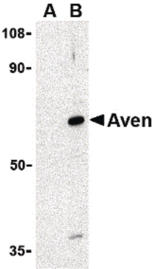 AVEN / PDCD12 Antibody - Western blot of Aven in Raji cell lysate with Aven antibody at 1 ug/ml in (A) the presence and (B) the absence of blocking peptide.