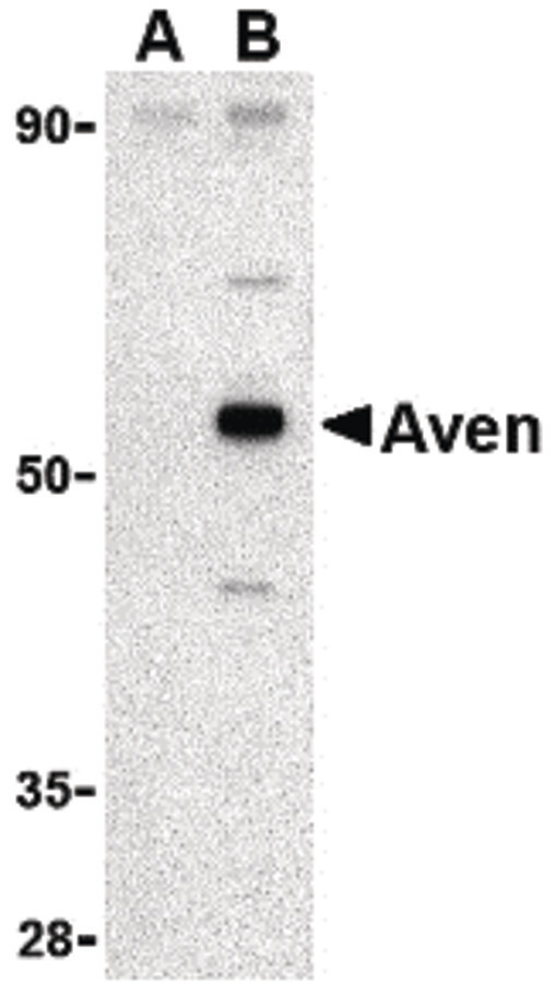AVEN / PDCD12 Antibody - Western blot of Aven in Raji cell lysate with Aven antibody at 1 ug/ml in (A) the presence and (B) the absence of blocking peptide.