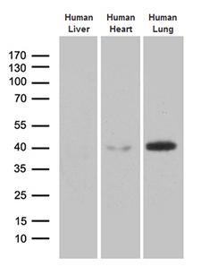 AZGP1 / ZAG Antibody - Western blot analysis of extracts. (35ug) from 3 tissue lysates by using anti-AZGP1 monoclonal antibody. (1:500)