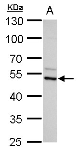 AZIN2 / Antizyme Inhibitor 2 Antibody - Sample (30 ug of whole cell lysate) A: SK-N-SH 10% SDS PAGE ADC antibody diluted at 1:5000