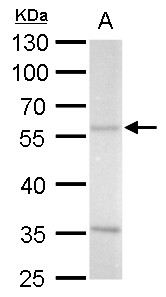 AZIN2 / Antizyme Inhibitor 2 Antibody - Sample (30 ug) A: Human normal cerebellar extract 10% SDS PAGE ADC antibody diluted at 1:1500