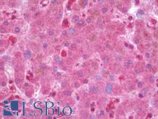 B2M / Beta 2 Microglobulin Antibody - Anti-B2M / Beta 2 Microglobulin antibody IHC staining of human liver. Immunohistochemistry of formalin-fixed, paraffin-embedded tissue after heat-induced antigen retrieval. Antibody concentration 10 ug/ml.