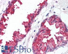BACE1 / BACE Antibody - Anti-BACE1 antibody IHC of human prostate. Immunohistochemistry of formalin-fixed, paraffin-embedded tissue after heat-induced antigen retrieval.