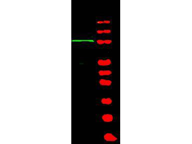 BACH1 Antibody - Anti-BACH1 Antibody - Western Blot. Western blot of Affinity Purified anti-BACH1 antibody shows detection of a band at ~105 kD (lane 1) corresponding to human BACH1 present in a 293 whole cell lysate (arrowhead). Lane 2 shows that specific band staining is competed out when the antibody is pre-incubated with the peptide immunogen prior to reaction. Approximately 35 ug of lysate was separated on a 4-20% Tris-Glycine gel by SDS-PAGE and transferred onto nitrocellulose. After blocking the membrane was probed with the primary antibody diluted to 1:1000. Reaction occurred 2 h at room temperature followed by washes and reaction with a 1:10000 dilution of IRDye800 conjugated Gt-a-Rabbit IgG [H&L] MX ( for 45 min at room temperature (800 nm channel, green). Molecular weight estimation was made by comparison to prestained MW markers in lane M (700 nm channel, red). IRDye800 fluorescence image was captured using the Odyssey Infrared Imaging System developed by LI-COR. IRDye is a trademark of LI-COR, Inc. Other detection systems will yield similar results.