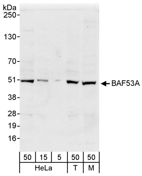 BAF53 / ACTL6A Antibody - Detection of Human and Mouse BAF53A by Western Blot. Samples: Whole cell lysate from HeLa (5, 15 and 50 ug), 293T (T; 50 ug) and mouse NIH3T3 (M; 50 ug) cells. Antibody: Affinity purified rabbit anti-BAF53A antibody used for WB at 0.04 ug/ml. Detection: Chemiluminescence with an exposure time of 30 seconds.