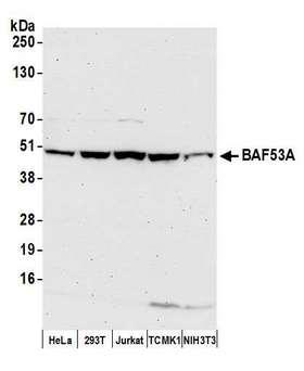 BAF53 / ACTL6A Antibody - Detection of human and mouse BAF53A by western blot. Samples: Whole cell lysate (50 µg) from HeLa, HEK293T, Jurkat, mouse TCMK-1, and mouse NIH 3T3 cells prepared using NETN lysis buffer. Antibody: Affinity purified rabbit anti-BAF53A antibody used for WB at 0.04 µg/ml. Detection: Chemiluminescence with an exposure time of 75 seconds.