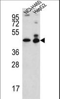 BAF53B / ACTL6B Antibody - ACTL6B Antibody western blot of NCI-H460,HepG2 cell line lysates (35 ug/lane). The ACTL6B antibody detected the ACTL6B protein (arrow).