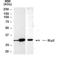 BAFF / TNFSF13B Antibody - Western blot of BAFF/BLyS in mouse and human cell lysates. Lane A: mouse testis, Lane B: mouse thymus, Lane C: mouse spleen, and Lane D: HL-60 cells (human).