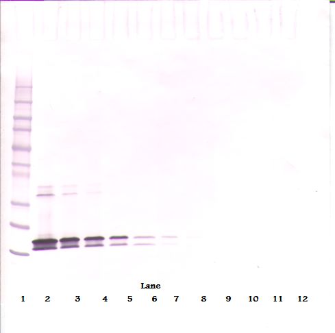 BAFF / TNFSF13B Antibody - Western Blot (non-reducing) of BAFF antibody
