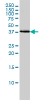 BAG1 / BAG-1 Antibody - BAG1 monoclonal antibody (M02), clone 2D3 Western blot of BAG1 expression in HeLa.