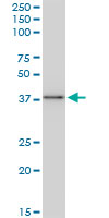 BAG1 / BAG-1 Antibody - BAG1 monoclonal antibody (M02), clone 2D3. Western blot of BAG1 expression in Raw 264.7.
