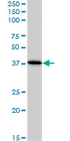 BAG1 / BAG-1 Antibody - BAG1 monoclonal antibody (M02), clone 2D3. Western blot of BAG1 expression in Jurkat.