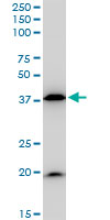 BAG1 / BAG-1 Antibody - BAG1 monoclonal antibody (M02), clone 2D3. Western blot of BAG1 expression in NIH/3T3.