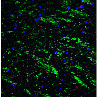 BAG1 / BAG-1 Antibody - Immunofluorescence of BAG 1 in mouse brain tissue with BAG 1 Antibodyat 20 µg/mL. Green: BAG 1 antibody  Red: Phylloidin staining Blue: DAPI staining