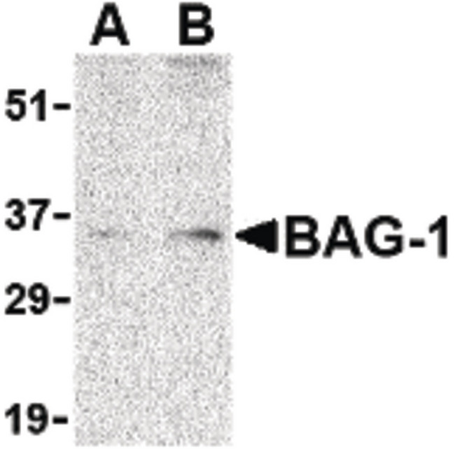 BAG1 / BAG-1 Antibody - Western blot of BAG-1 in PC-3 cell lysate with BAG-1 antibody at (A) 1 and (B) 2 ug/ml.