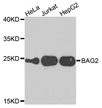 BAG2 Antibody - Western blot blot of extracts of various cells, using BAG2 antibody.