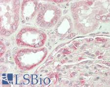BAG2 Antibody - Human Kidney: Formalin-Fixed, Paraffin-Embedded (FFPE)