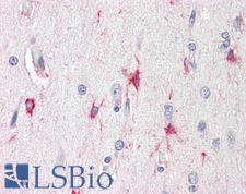 BAG3 / BAG-3 Antibody - Anti-BAG3 / BAG-3 antibody IHC staining of human brain, cortex. Immunohistochemistry of formalin-fixed, paraffin-embedded tissue after heat-induced antigen retrieval. Antibody concentration 5 ug/ml.