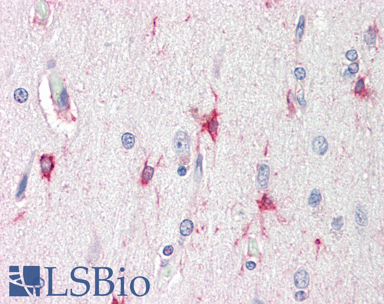 BAG3 / BAG-3 Antibody - Anti-BAG3 / BAG-3 antibody IHC staining of human brain, cortex. Immunohistochemistry of formalin-fixed, paraffin-embedded tissue after heat-induced antigen retrieval. Antibody concentration 5 ug/ml.