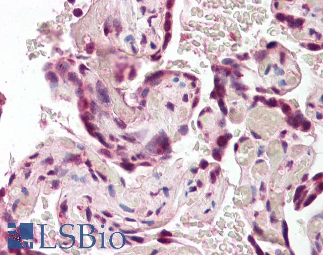 BAG4 / SODD Antibody - Anti-SODD / BAG4 antibody IHC of human placenta. Immunohistochemistry of formalin-fixed, paraffin-embedded tissue after heat-induced antigen retrieval. Antibody dilution 3.75 ug/ml.