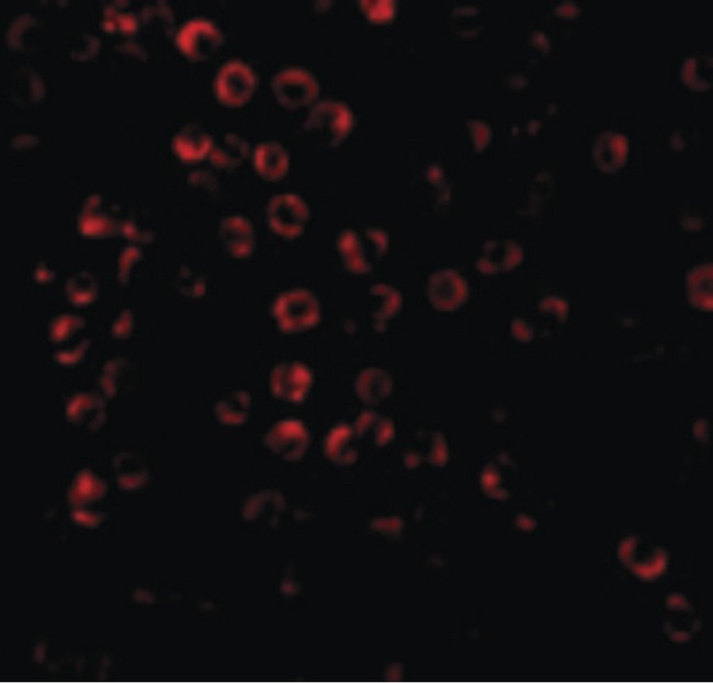 BAG4 / SODD Antibody - Immunofluorescence of SODD in HeLa cells with SODD antibody at 20 ug/ml.