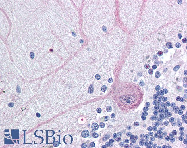 BAG4 / SODD Antibody - Anti-BAG4 / SODD antibody IHC of human brain, cerebellum. Immunohistochemistry of formalin-fixed, paraffin-embedded tissue after heat-induced antigen retrieval. Antibody concentration 5 ug/ml.