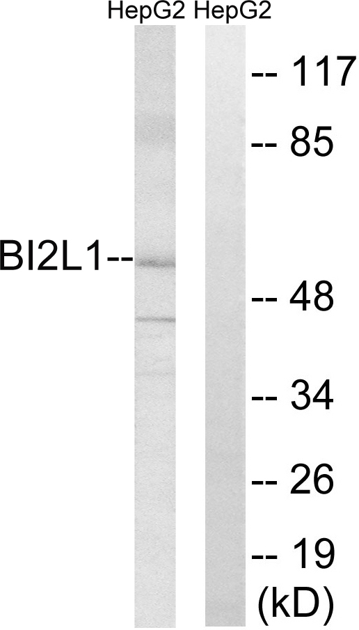BAIAP2L1 Antibody - Western blot analysis of lysates from HepG2 cells, using BAIAP2L1 Antibody. The lane on the right is blocked with the synthesized peptide.