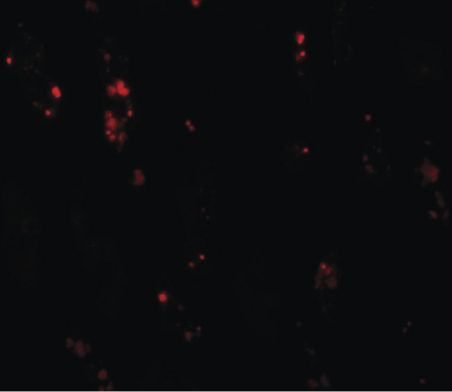 BANP Antibody - Immunofluorescence of BANP in human kidney tissue with BANP antibody at 20 ug/ml.