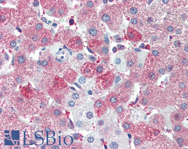 BAP / SIL1 Antibody - Anti-SIL1 antibody IHC of human liver. Immunohistochemistry of formalin-fixed, paraffin-embedded tissue after heat-induced antigen retrieval. Antibody concentration 5 ug/ml.