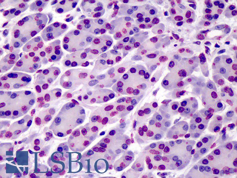 BAP1 Antibody - Anti-BAP1 antibody IHC of human pancreas. Immunohistochemistry of formalin-fixed, paraffin-embedded tissue after heat-induced antigen retrieval. Antibody dilution 1:50.  This image was taken for the unconjugated form of this product. Other forms have not been tested.