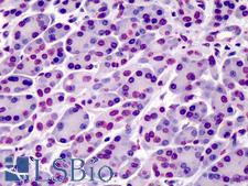 BAP1 Antibody - Anti-BAP1 antibody IHC of human pancreas. Immunohistochemistry of formalin-fixed, paraffin-embedded tissue after heat-induced antigen retrieval. Antibody dilution 1:50.  This image was taken for the unconjugated form of this product. Other forms have not been tested.